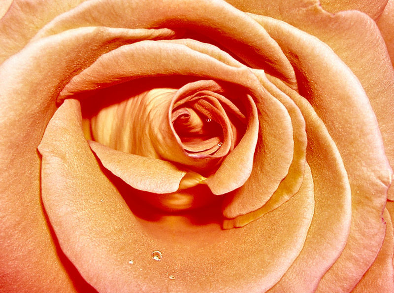 Una rosa del mio giardino.